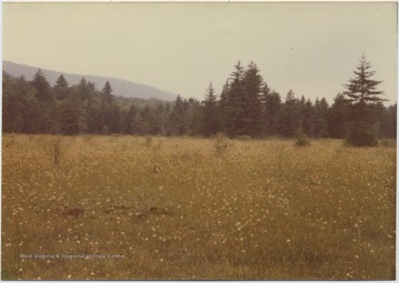 A field surrounded by pine trees. 