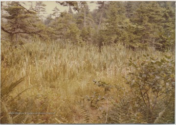 Tall grass dominates the field surrounded by pine trees. 