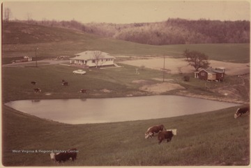 Cows roam along the fields beside a small lake. A farmhouse is pictured in the background. 