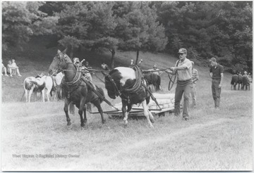 Two horses pulling a heavy load. A man stands beside the animals to guide them. 
