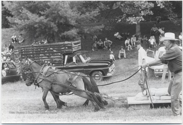 Two horses pull a heavy load across a field. An unidentified man holds their reins on the sideline. 