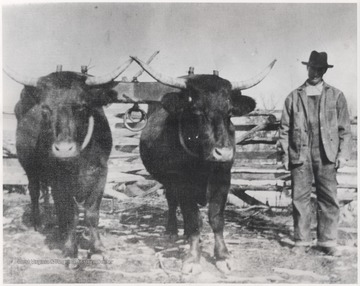 Oxen "Buck" and "Berry" could travel up to 5 miles an hour with a wagon load of tanbark, which was loaded at Alderson, W. Va. They delivered on average 2-2.5 cord (one cord cost between $8 and $10) from Ted Wills of Madams Creek. 