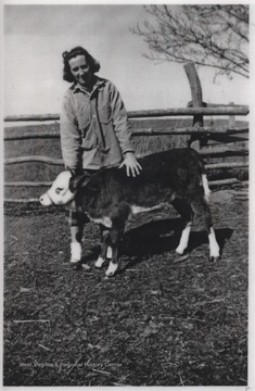 Gladys pets the calf beside a wooden fence. The farm is located near War Ridge.
