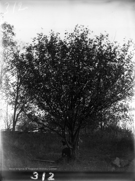 Photograph of an unknown young woman sitting beneath a tree in Morgantown, W. Va.