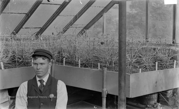 WVU Agriculture Station Greenhouse. "Showing manner of training"
