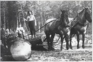A man, who is likely a member of the Shumate family, poses on top of a log that is ready to be hauled off by two horses. 