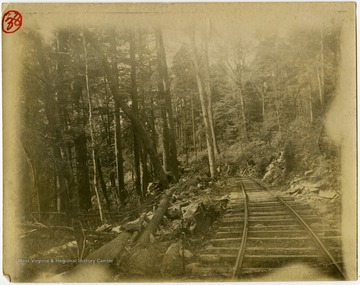 This image is part of the Thompson Family of Canaan Valley Collection. The Thompson family played a large role in the timber industry of Tucker County during the 1800s, and later prospered in the region as farmers, business owners, and prominent members of the Canaan Valley community.Scenic view of railroad running through a forest.