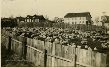 Sheep sit and stand around the stark yard pen.This image is part of the Thompson Family of Canaan Valley Collection. The Thompson family played a large role int he timber industry of Tucker County during the 1800s, and later prospered in the region as farmers, business owners, and prominent members of the Canaan Valley community. 
