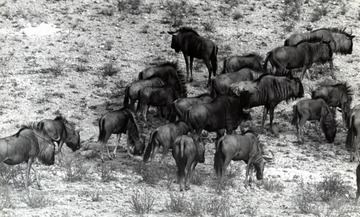 Several wildebeest grazing, South Africa 
