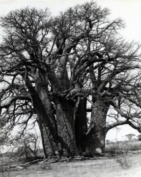 Multi-trunked tree named for Chapman, located in Botswana, Africa. 