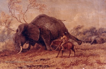 A watercolor painting by Thomas Baines of an elephant killing. Obtained from the Transvaal Museum, Pretoria, South Africa.