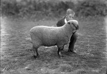 An unidentified boy examines a sheep's fur. 