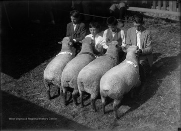 Four unidentified boys examine a group of sheep in an unidentified location. 