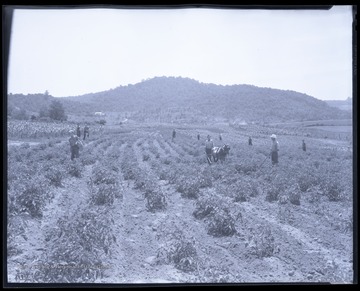 A group of workers are scattered across the fields which are in an unidentified location. 