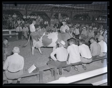 A group of men look over the dairy cow as it is being auctioned. Subjects unidentified. 