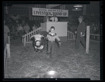 A boy leads an animal to the auction space. 