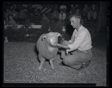 An unidentified man feels the sheep's wool at the auction site. 