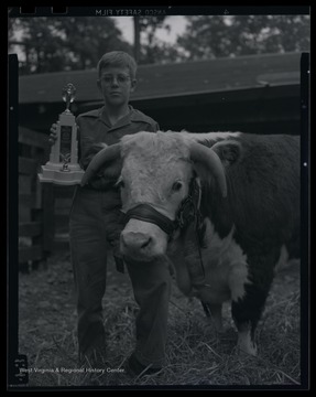 An unidentified boy poses beside his prize animal, holding a trophy. 