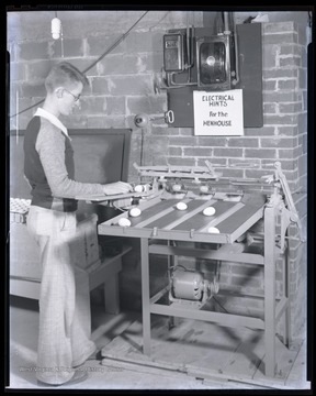 An unidentified boy puts egg through an egg-sorting machine in an unidentified location. 