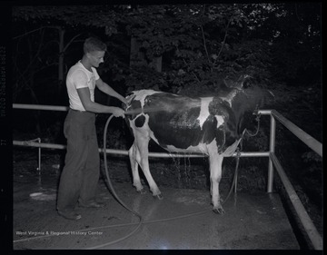 A unidentified boy washes off a cow.