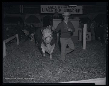 A man leads a cow into the sale ring at the State 4-H and Future Farmers of America (FFA) auction. 
