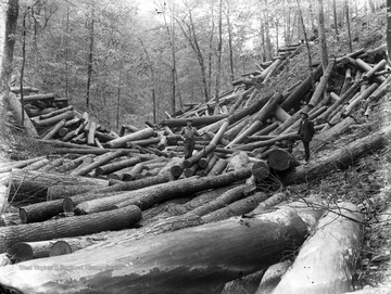 A man in the center of the photograph stands beside a pile of logs, resting his ax against it. Another man on the right of the photograph props his leg on top of a log. The area that surrounds them is covered by logs--the ground is barely visible and the trees that remain standing are in the background. 