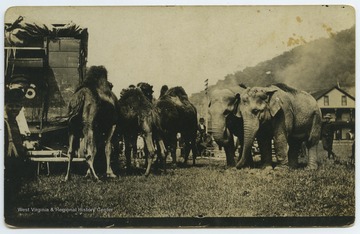 Camels and elephants, part of a circus group, stand in a field.