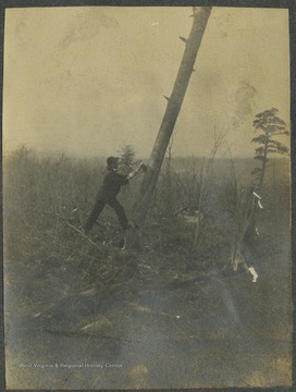 A man uses his ax to tip over a tall tree on the highest point of the South Pennsylvania line, just above the Allegheny Mountain Tunnel.This photograph is found in a scrapbook documenting the survey for the B. & O. Railroad in West Virginia and surrounding states. 