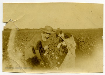 "Aunt Libby and Mother" in a field, likely picking cotton.