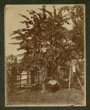 One woman is perched in the tree, while another is on a ladder.  They are potentially picking fruit.