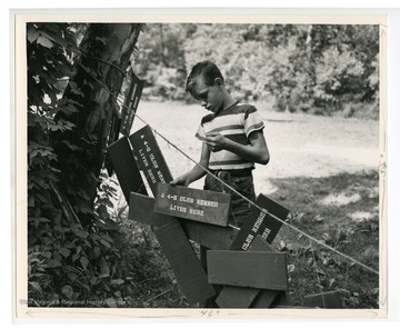 A young boy hangs signs after a craft.  The signs read "A 4-H Club Member Lives Here."
