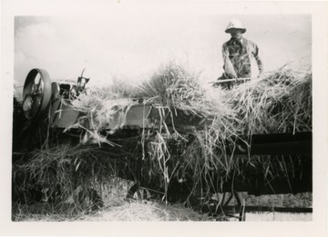 Man loads harvested barley into baling machine.