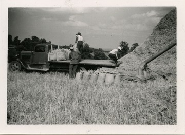 Men loading sacked barley harvest on truck.