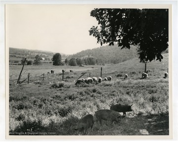 Hogs, sheep and cows graze in pasture.