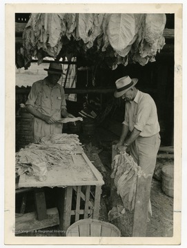 "Hanging primed leaves on stick in Mason County. This grower primed about 600 sticks from 1 1/2 acres in 1945."