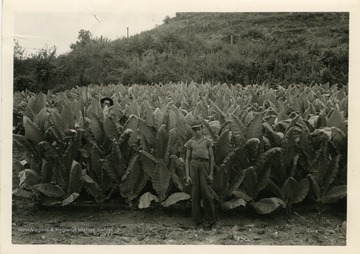 A field of "Kentucky 16" tobacco in Cabell County. This crop was primed and around 500 sticks were taken from crop of 1.3 acres. Average number of leaves on stalk at time of harvest, after priming, was 16 leaves.