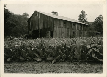 Curing barn in Cabell County, W. Va.