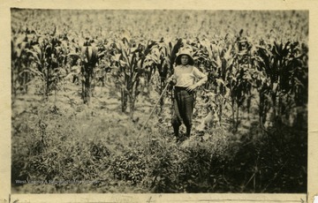 Elijah stands in his plot of corn, who "had one of the best acres of corn in West Virginia in 1916. He was careful at every step."