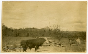 Reverse of photo reads: "The only purebred beef bull in Kanawha County when B. B. Ezell began as county agent."