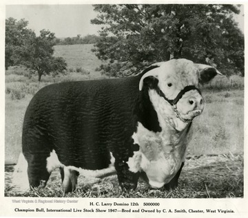 Caption reads, "Champion Bull, International Live Stock Show 1947 - Bred and Owned by C. A. Smith, Chester, West Virginia."